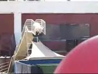 Поросята - лучшие спортсмены по прыжкам в воду