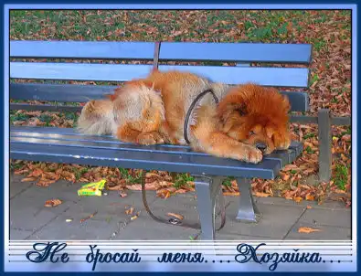 этот жестокий мир