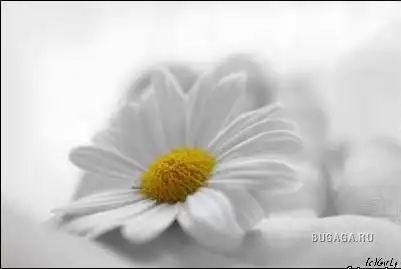 Ромашки