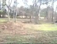 Олень на тарзанке