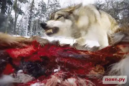 Волчьи "улыбки"