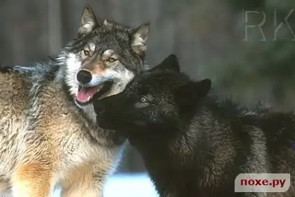 Волчьи "улыбки"