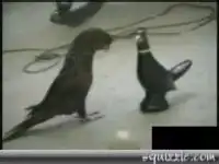 Смешная подборка танцующих животных