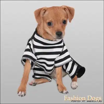 Стильные пёсики