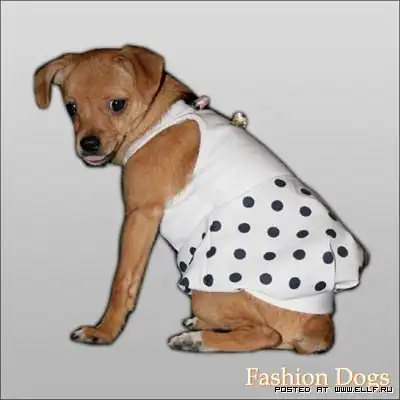 Стильные пёсики