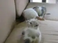 Три маленьких котенка