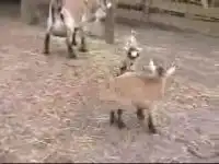 Козлята играются
