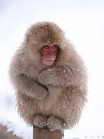 Самые дорогие животные