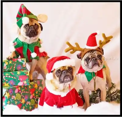 Дед морозы, снегурки и олени