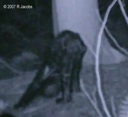 Йети разгуливал по заповеднику