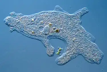 Микромир. Часть 2: Амёбы