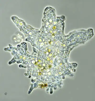 Микромир. Часть 2: Амёбы