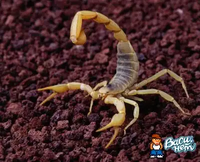 Подборка скорпионов