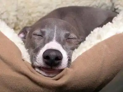 Эти забавные животные