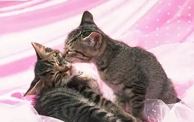 Розовый пост №2