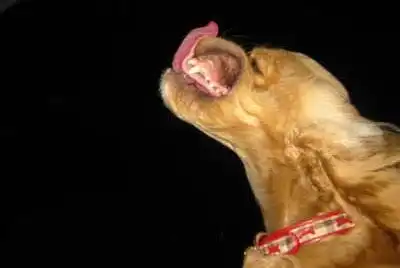 В мире животных