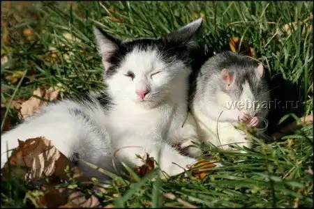 Предновогодний тост.