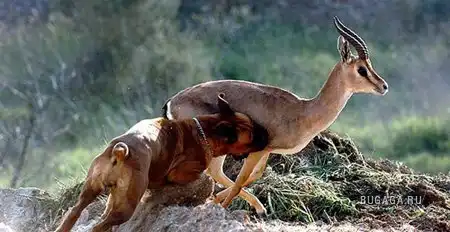 Чем закончилась охота?