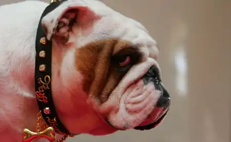 Собачий ошейник за &#163;500,000