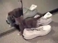 Котенок познает мир