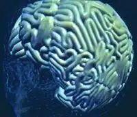 10 фактов о человеческом мозге