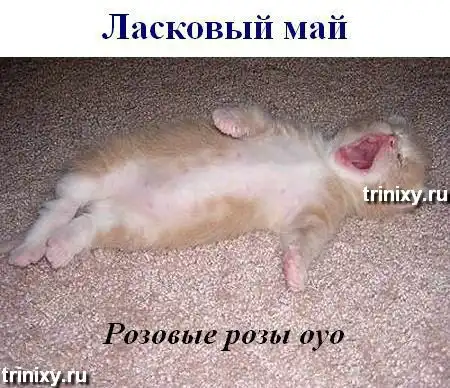 Мегапозитив. Поющие коты