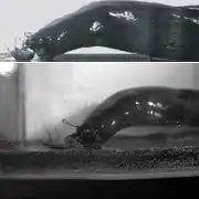 Открытие биологов: рыбы могут выходить на сушу за добычей