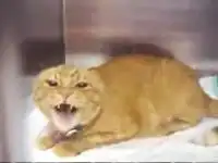 Самый испуганный кот в мире