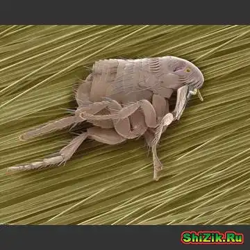 Под микроскопом ;)