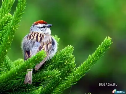 Удивительные птички.