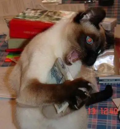 Забавные животные