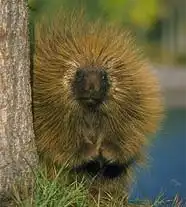 Найдите хоть одно отличие:)