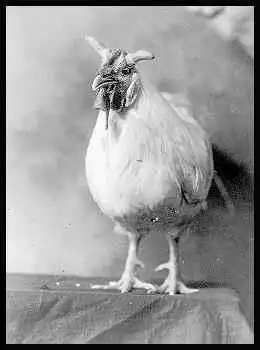 Кунсткамера.