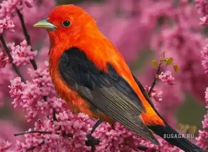 Удивительные птички [часть2].