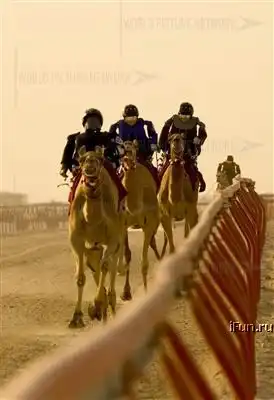 Роботы - наездники