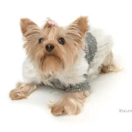 Собачьи одёжечки