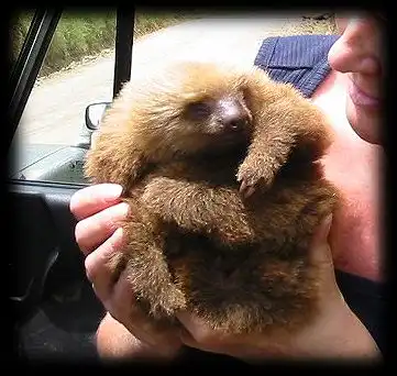 О ленивцах (много)