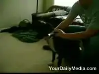 Собака охотится за пятном