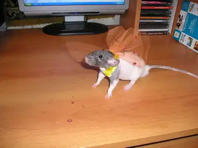 Показ мод (продолжение)