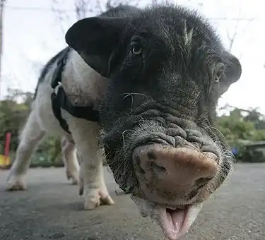 Лучшие фотки животных