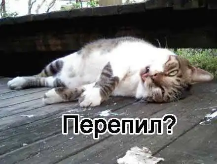 Смешны животные