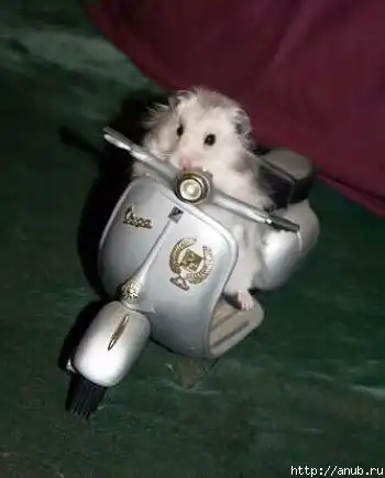 Подборочка с животными