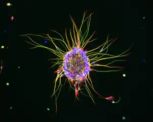 Фотомодель микромира