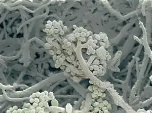 Фотомодель микромира