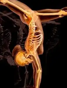 Анатомическое фото