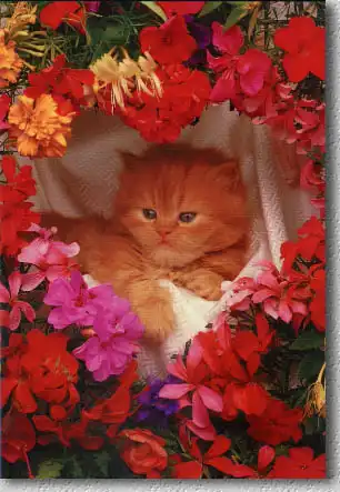 Открытки.Часть 5, последняя