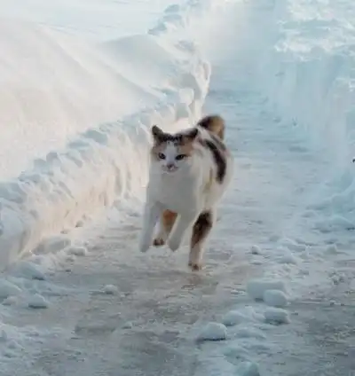 Небольшая подборка картинок