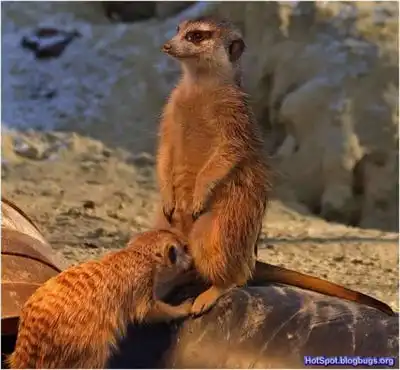 Вы думали что "миссионерскую позу" придумали люди?