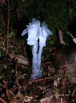 Прозрачное растение