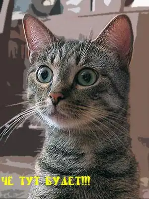 Смешные животные